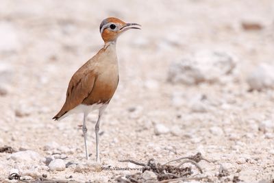 Burchell's Courser - Cursorius rufus