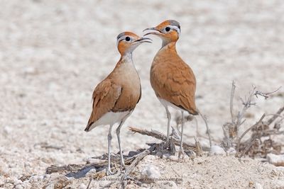 Burchell's Courser - Cursorius rufus