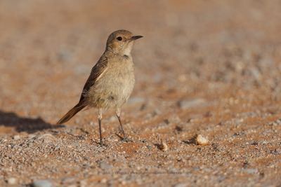 Familiar Chat - Cercomela familiaris