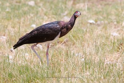 Abdim's Stork - Ciconia abdimii