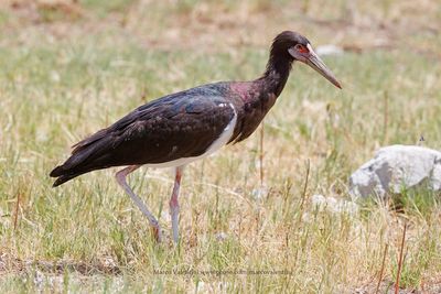 Abdim's Stork - Ciconia abdimii