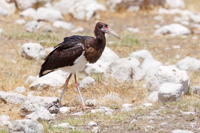 Abdim's Stork - Ciconia abdimii