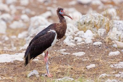 Abdim's Stork - Ciconia abdimii