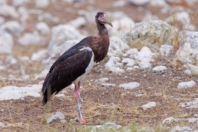 Abdim's Stork - Ciconia abdimii