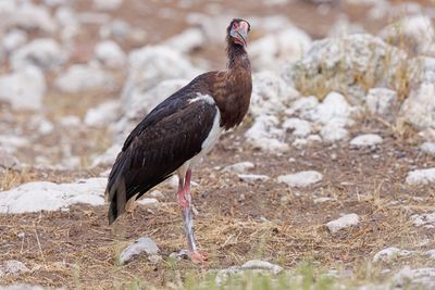 Abdim's Stork - Ciconia abdimii