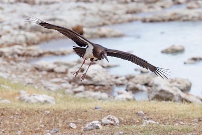 Abdim's Stork - Ciconia abdimii