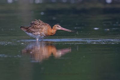 Black-tailed godwit - Limosa limosa