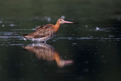 Black-tailed godwit - Limosa limosa