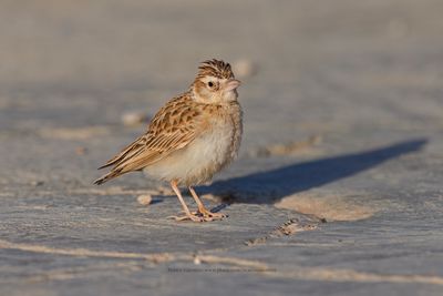 Stark's lark - Spizocorys starki