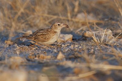 Stark's lark - Spizocorys starki