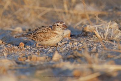 Stark's lark - Spizocorys starki