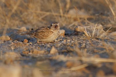 Stark's lark - Spizocorys starki