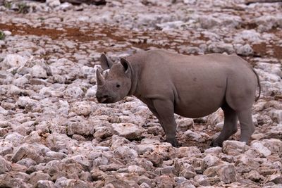 Black Rhinoceros - Diceros bicornis