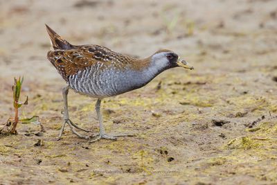 Sora - Porzana carolina