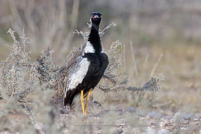 Northern Black korhann - Afrotis afraoides