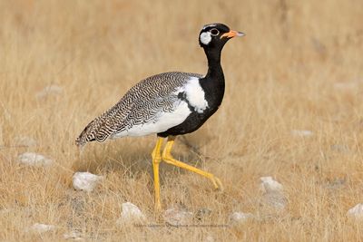 Northern Black korhann - Afrotis afraoides