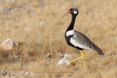 Northern Black korhann - Afrotis afraoides