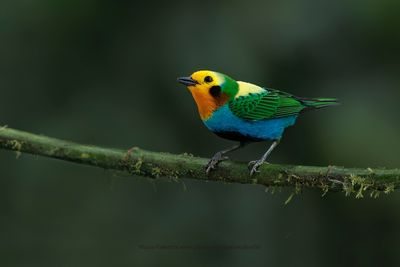 Multicolored Tanager - Chlorochrysa nitidissima