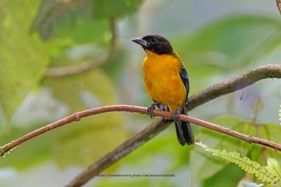 Black-chinned Mountain Tanager - Anisognathus notabilis