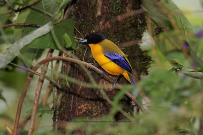 Black-chinned Mountain Tanager - Anisognathus notabilis