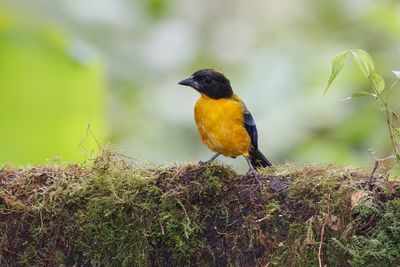 Black-chinned Mountain Tanager - Anisognathus notabilis
