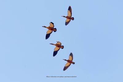 South African Shelduck - Tadorna cana