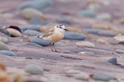 White-fronted Plover - Charadrius marginatus