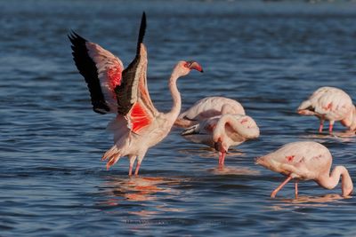 Lesser Flamingo - Phoeniconaias minor