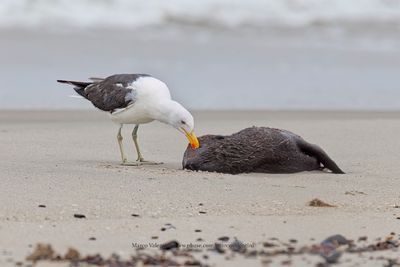 Kelp gull - Larus dominicanus