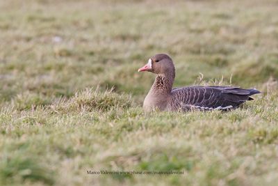 White-fronted goose - Anser albifrons