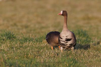 White-fronted goose - Anser albifrons