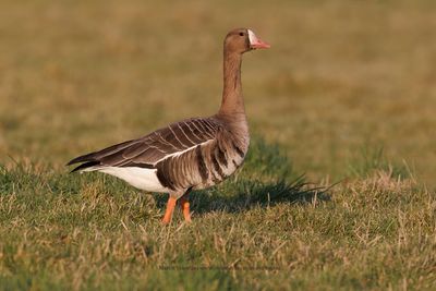 White-fronted goose - Anser albifrons