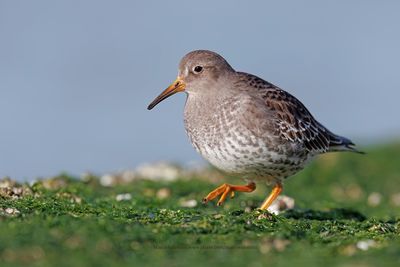 Purple Sandpiper - Calidris maritima