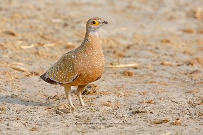 Burchell's Sandgrouse - Pterocles burchelli