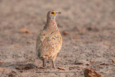 Burchells Sandgrouse - Pterocles burchelli