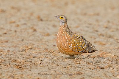 Burchell's Sandgrouse - Pterocles burchelli