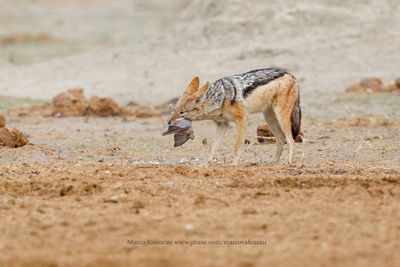 Black-backed Jackal - Canis mesomelas