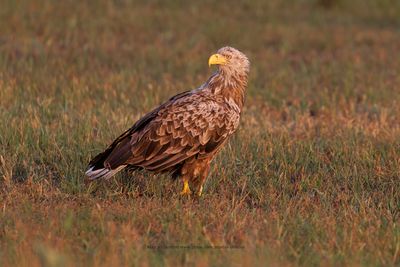 White-tailed Eagle - Haliaetus albicilla