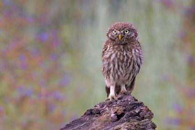 Little Owl - Athene noctua