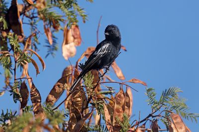 Carp's Tit - Melaniparus carpi