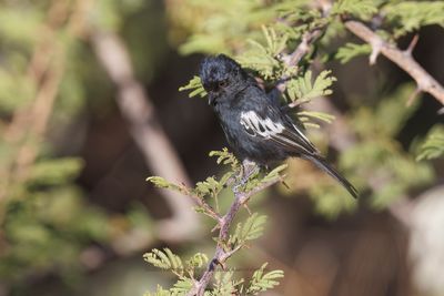 Carp's Tit - Melaniparus carpi