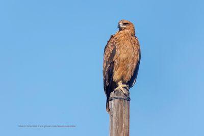 Tawny Eagle - Aquila rapax