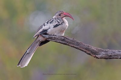 Damara Hornbill - Tockus damarensis