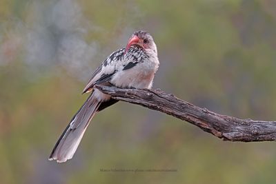 Damara Hornbill - Tockus damarensis