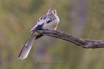 Damara Hornbill - Tockus damarensis