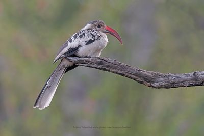 Damara Hornbill - Tockus damarensis