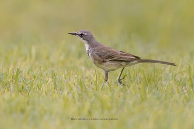 Cape wagtail - Motacilla capensis