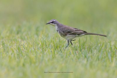 Cape wagtail - Motacilla capensis