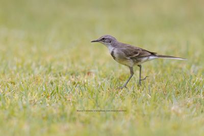 Cape wagtail - Motacilla capensis