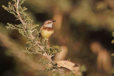 Black-chested Prinia - Prinia flavicans